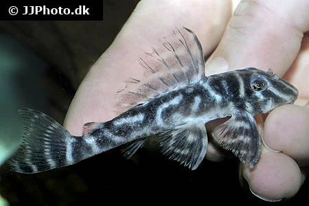 L-199 Hypancistrus furunculus
